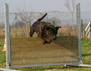 Image showing jumping staffordshire bull terrier