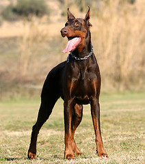 Image showing doberman