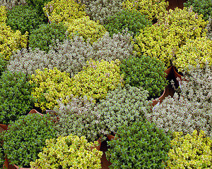 Image showing plants of fresh herbs