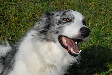 Image showing border collie