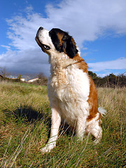 Image showing Saint Bernard