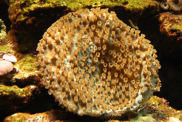 Image showing hard coral