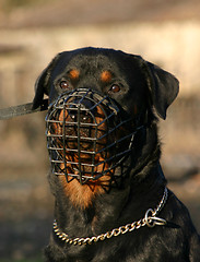 Image showing rottweiler and muzzle