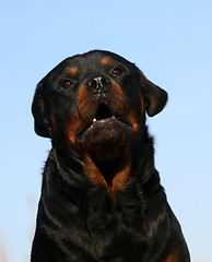 Image showing rottweiler