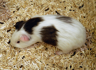 Image showing guinea pig