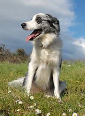 Image showing border collie