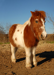 Image showing shetand pony