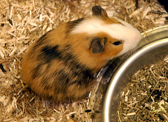 Image showing guinea pig