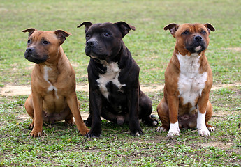 Image showing three staffordshire bull terrier