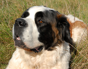 Image showing Saint Bernard