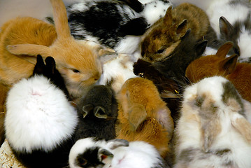 Image showing young rabbit and guinea pigs