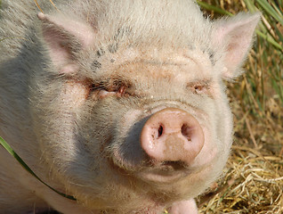 Image showing pink pig