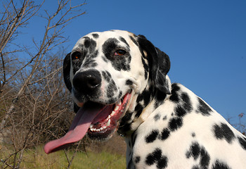 Image showing dalmatian