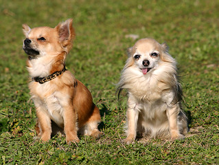 Image showing two chihuahuas