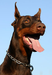 Image showing doberman