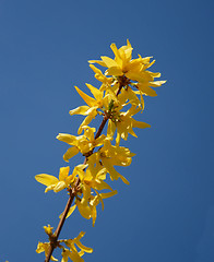 Image showing Forsythia