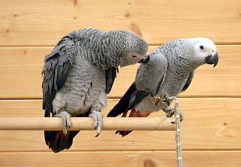 Image showing couple of african grey parrots