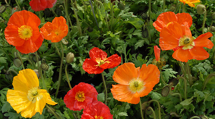 Image showing opium poppy