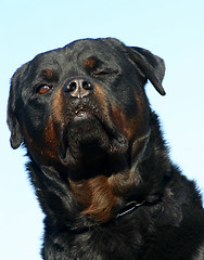 Image showing rottweiler