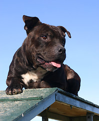 Image showing staffordshire bull terrier