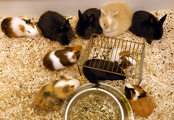 Image showing young rabbits and guinea pigs