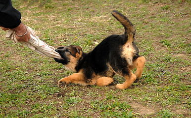 Image showing biting puppy