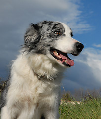 Image showing border collie