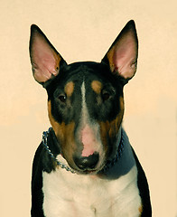 Image showing bull terrier