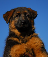 Image showing puppy german shepherd