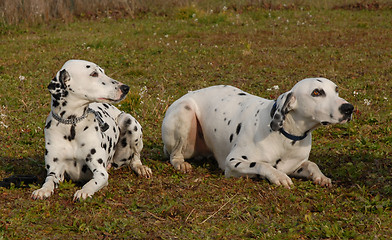 Image showing dalmatians