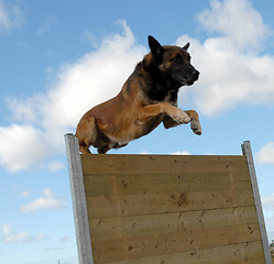 Image showing jumping malinois