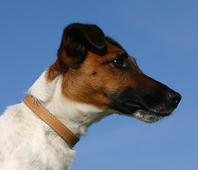Image showing smooth fox terrier 