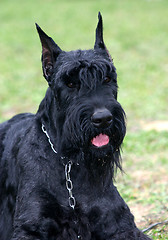 Image showing Riesenschnauzer