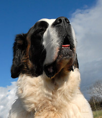 Image showing Saint Bernard