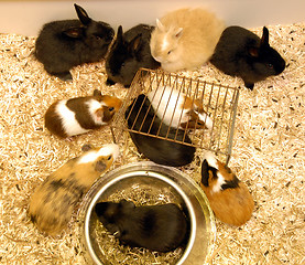 Image showing young rabbits and guinea pigs