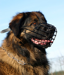 Image showing leonberger and muzzle