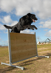 Image showing jumping groenendael