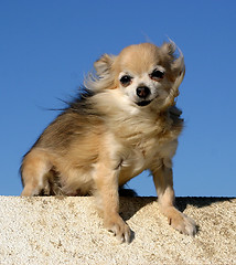 Image showing  chihuahua