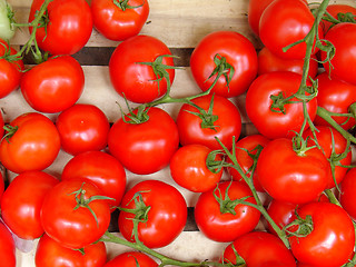 Image showing Fresh tomatoes