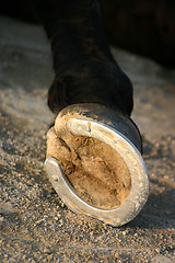 Image showing hoof of horse