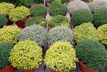 Image showing plants of fresh herbs