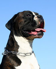 Image showing boxer