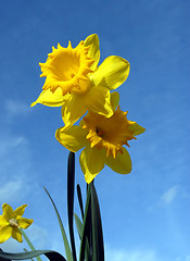 Image showing Daffodil