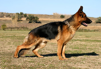 Image showing german shepherd