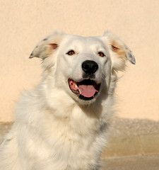 Image showing border collie