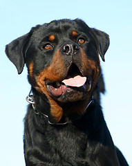 Image showing rottweiler