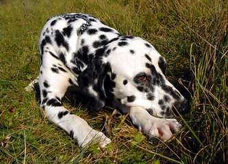 Image showing dalmatian