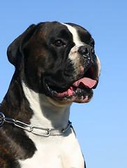 Image showing boxer