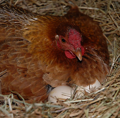 Image showing chicken and eggs