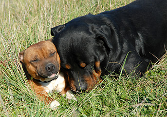 Image showing rottweiler et staffie